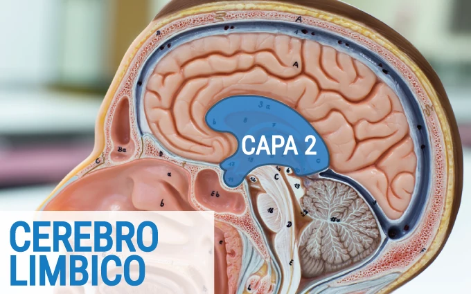 Tres Cerebros - Cerebro Limbico