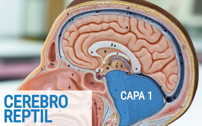 Tres Cerebros - Cerebro Reptil